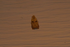 Scythropiodes issikii