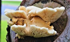 Agaricales