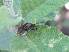 Notholopus