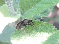 Notholopus