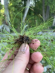 Eleocharis intermedia