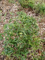 Lithospermum officinale