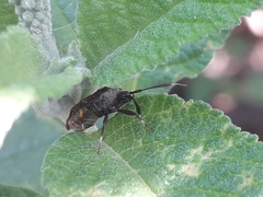 Notholopus