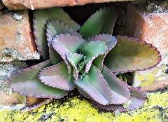 Kalanchoe laetivirens