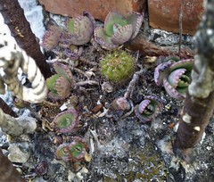 Kalanchoe laetivirens