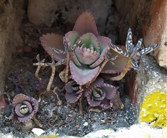 Kalanchoe laetivirens