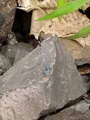 Diplacodes trivialis