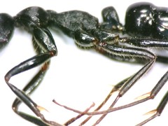 Leptogenys kitteli