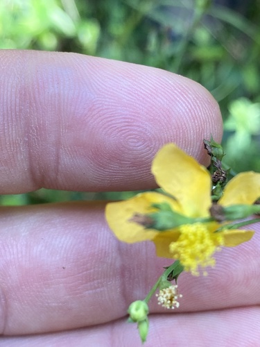 Brushy mountain St. johnswort (Hypericum radfordiorum)