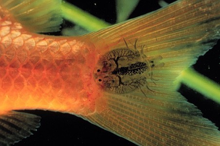 Arguloidea