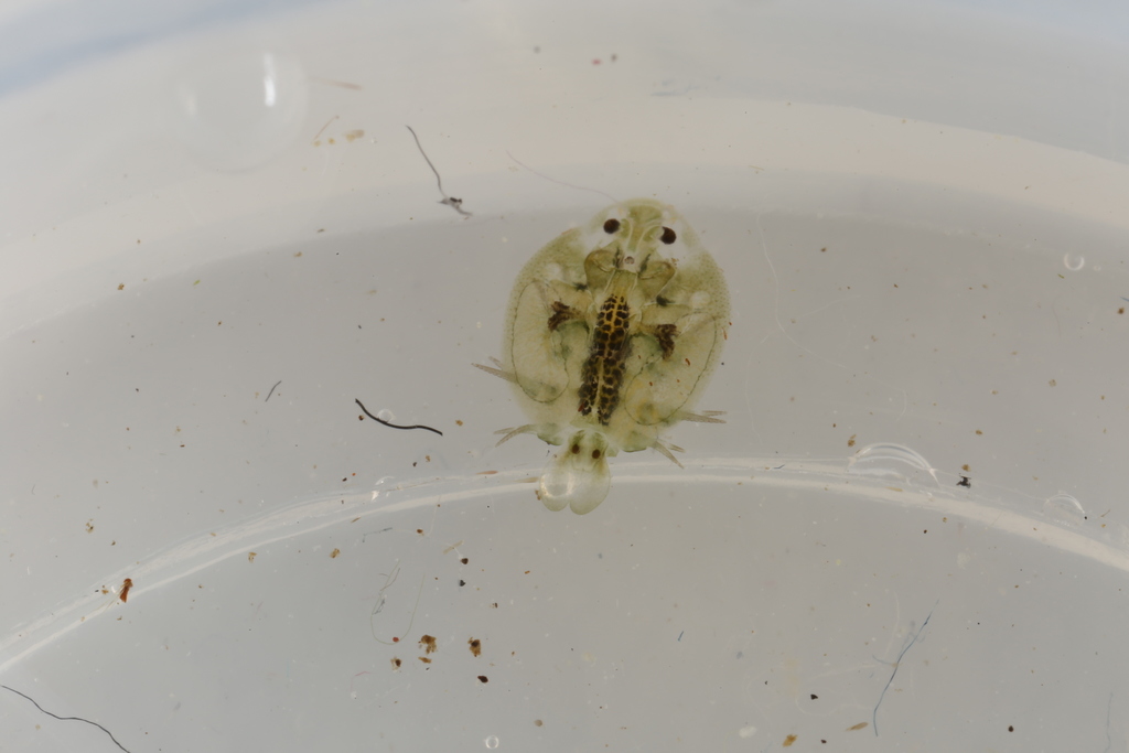 carp louse