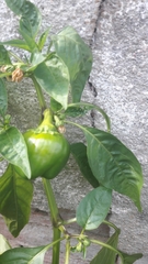 Capsicum annuum annuum