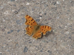 Polygonia egea