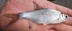 Blicca bjoerkna