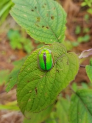 Physonota nitidicollis