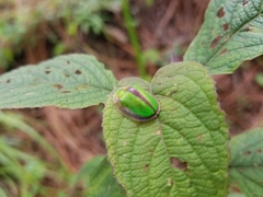 Physonota nitidicollis