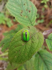 Physonota nitidicollis