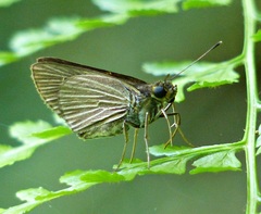 Parphorus decora