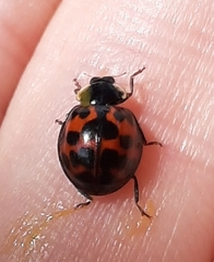 Harmonia axyridis
