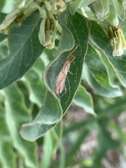 Zelus cervicalis