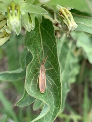 Zelus cervicalis
