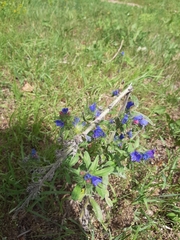 Echium vulgare