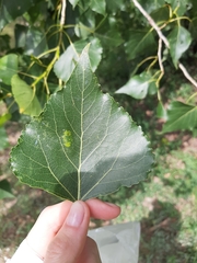 Populus nigra