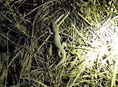 Mediodactylus orientalis