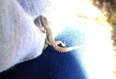 Mediodactylus orientalis