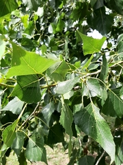 Populus nigra