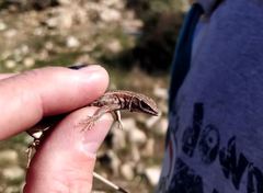 Ophisops elegans schlueteri