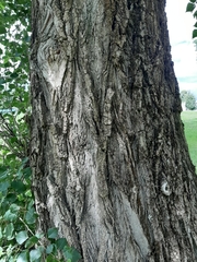 Populus nigra