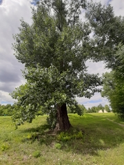 Populus nigra