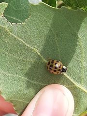 Harmonia axyridis