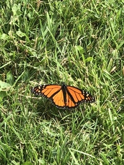 Danaus plexippus