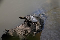 Graptemys pearlensis