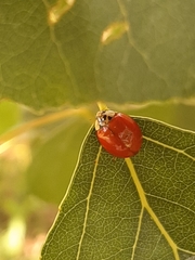 Harmonia axyridis