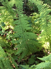 Dennstaedtia punctilobula