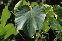 Vernicia fordii