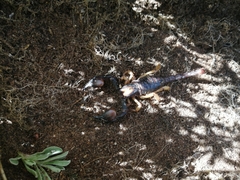 Opistophthalmus latro