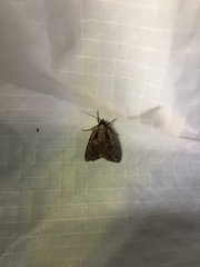 Eueretagrotis attentus