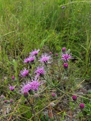 Carphephorus tomentosus