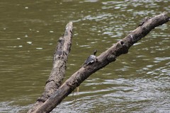 Graptemys pearlensis