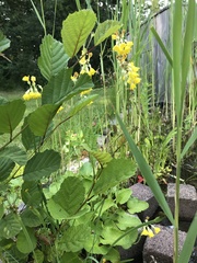Primula elatior