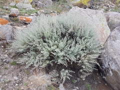 Artemisia rutifolia