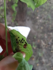 Harmonia axyridis