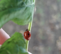 Adalia bipunctata
