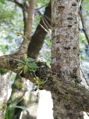 Telipogon williamsii