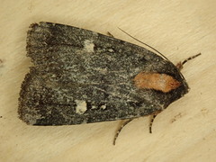 Abagrotis mirabilis