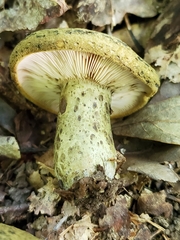 Lactarius atroviridis